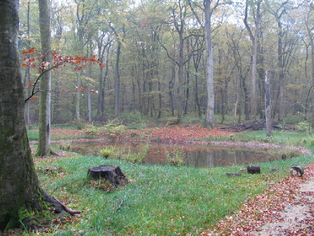 Meertje in het bos - Volgende foto